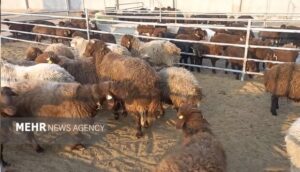 خروج دام مولد و پرواری از ایلام ممنوع شد