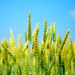 خرید تضمینی گندم از هفته آینده آغاز می‌شود