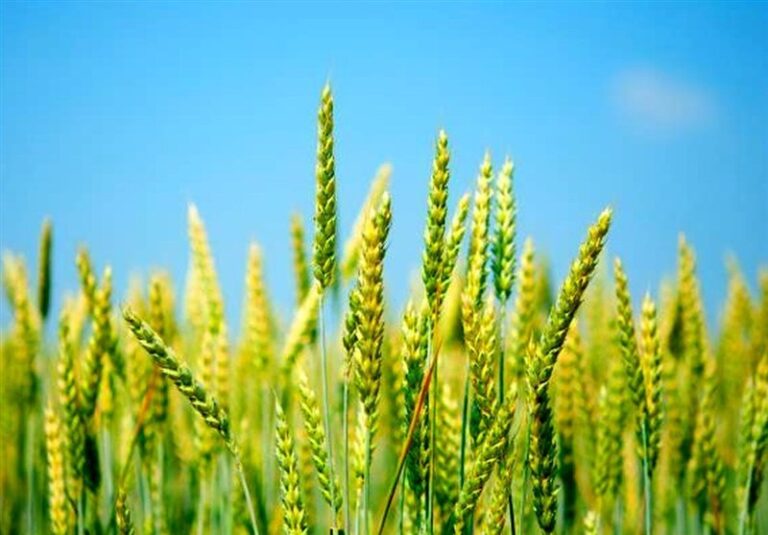 خرید تضمینی گندم از هفته آینده آغاز می‌شود