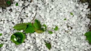 خزایی: خسارت تگرگ به اراضی کشاورزی ۶ روستای کنگاور در دست بررسی است