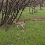 دزفولی‌نژاد: شکار و قاچاق حیات وحش جرمی نابخشودنی است