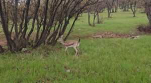 دزفولی‌نژاد: شکار و قاچاق حیات وحش جرمی نابخشودنی است