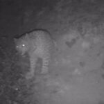 دوربین‌های تله‌ای در رودبار، پلنگ ایرانی را شکار کردند + عکس