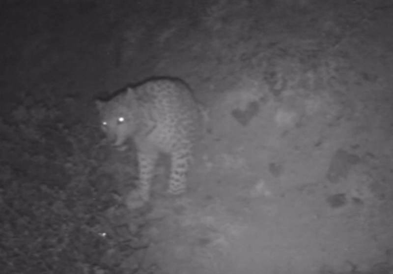 دوربین‌های تله‌ای در رودبار، پلنگ ایرانی را شکار کردند + عکس