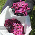 دیمکاری گیاهان دارویی راهبردی برای حفظ آب و احیای مراتع است