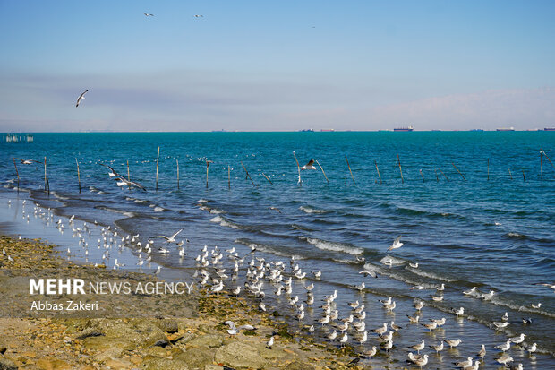رادیو تاثیر اقتصادی خلیج فارس را مرور می‌کند؛ جنگ رمضان وتغییر معادلات