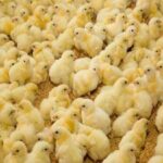 رشد تولید در صنعت مرغداری استان مرکزی با ۳۹ میلیون قطعه جوجه‌ریزی