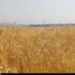 رکوردشکنی قیمت جهانی گندم درپی جنگ آمریکا علیه ایران