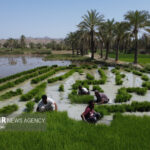 زندگی ساده اما جهادی یک زوج شالیکار مازندرانی