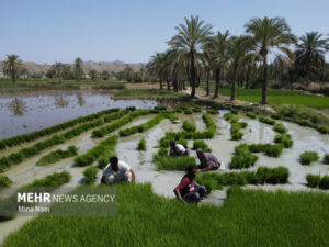 زندگی ساده اما جهادی یک زوج شالیکار مازندرانی