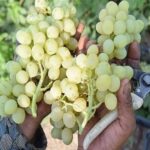 زنگ خطر برای انگور شاهرود؛ تغییر اقلیم الگوی باغداری را به چالش کشید