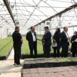 سالانه ۱۸ میلیون نشا در گلخانه‌های آذربایجان غربی تولید می شود