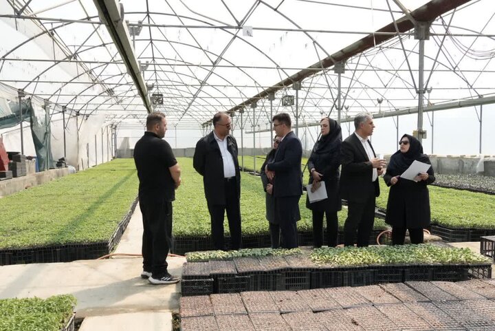 سالانه ۱۸ میلیون نشا در گلخانه‌های آذربایجان غربی تولید می شود