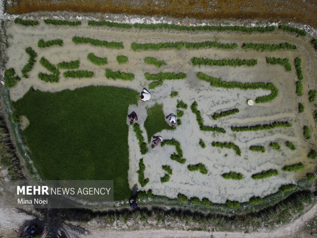 شالیزارهای مازندران در تب‌وتاب نشا؛ دستمزدهای ۲ میلیونی نشاکاران