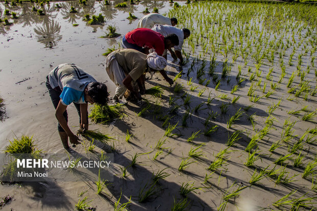 شالیزارهای مازندران در تب‌وتاب نشا؛ دستمزدهای ۲ میلیونی نشاکاران