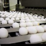 شبکه توزیع عامل گرانی تخم مرغ اعلام شد