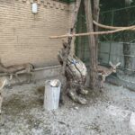 شیخ‌ویسی: کشف ۶ رأس آهو و ۳ قطعه فلامینگو در کرمانشاه