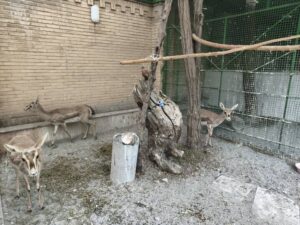 شیخ‌ویسی: کشف ۶ رأس آهو و ۳ قطعه فلامینگو در کرمانشاه