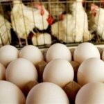 صادرات تخم مرغ ممنوع شد