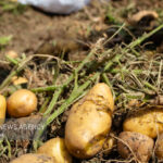 صادرات سیب زمینی مجاز شد