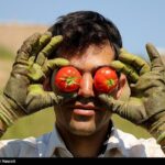 صادرات گوجه فرنگی ممنوع شد