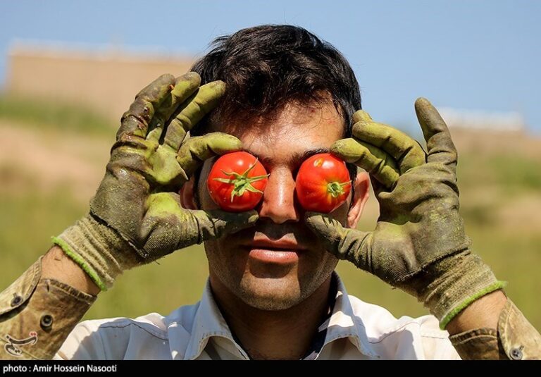 صادرات گوجه فرنگی ممنوع شد