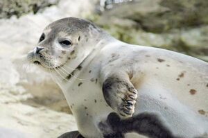 صیادان میانکاله در خط مقدم حفاظت از فوک خزری هستند