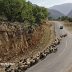 ضرورت جلوگیری از کوچ زودهنگام عشایر در الیگودرز