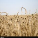 طرح اعتباری گندم برای کاهش فشار مالی گندمکاران اجرا شد