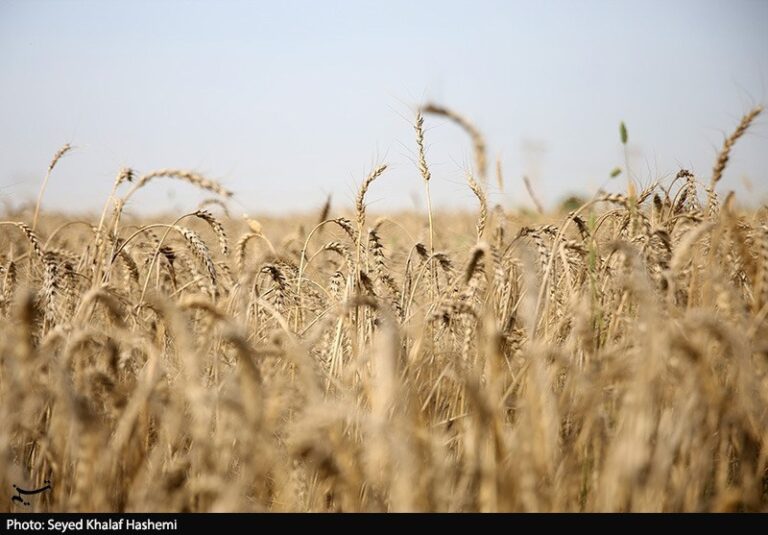 طرح اعتباری گندم برای کاهش فشار مالی گندمکاران اجرا شد