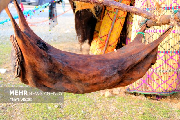 عشایر ایلام در خط مقدم تولید؛ زیرساخت‌ها نیازمند انتظار حمایت ملی