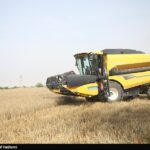 قیمت گندم 5نرخی شد