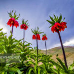 لاله‌های واژگون زاگرس در خطر؛ طبیعت ایلام چشم به راه مهربانی است