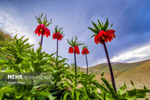 لاله‌های واژگون زاگرس در خطر؛ طبیعت ایلام چشم به راه مهربانی است