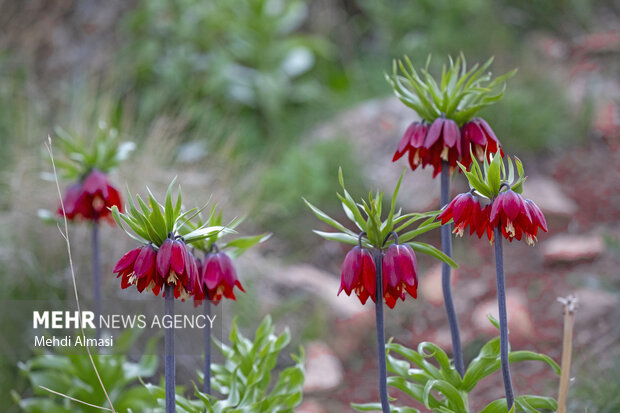 لاله‌های واژگون زاگرس در خطر؛ طبیعت ایلام چشم به راه مهربانی است