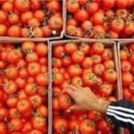 لزوم توقف صادرات برای متعادل شدن بازار گوجه فرنگی