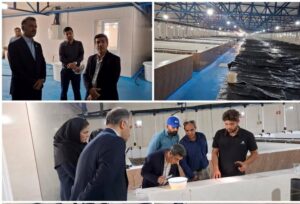 محمدی دوست: تولید میگو در استان بوشهر با وجود چالش‌ها ادامه دارد