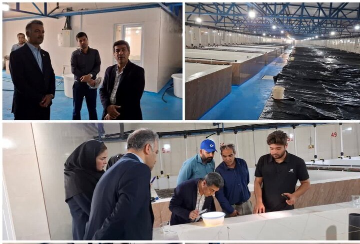 محمدی دوست: تولید میگو در استان بوشهر با وجود چالش‌ها ادامه دارد