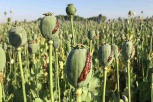 مزارع کشت خشخاش در لالی و الوار گرمسیری کشف شد