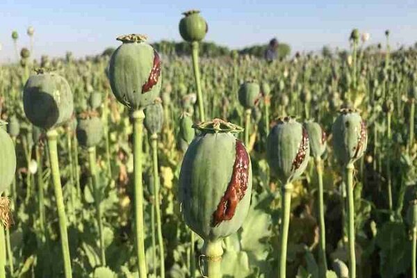 مزارع کشت خشخاش در لالی و الوار گرمسیری کشف شد