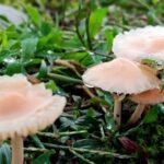 مسمومیت 21 نفر با مصرف قارچ‌های خودرو در کرمانشاه