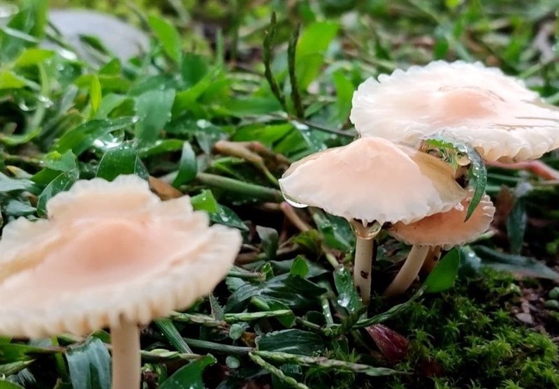 مسمومیت 21 نفر با مصرف قارچ‌های خودرو در کرمانشاه