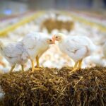 نشانه‌های تعادل در صنعت مرغ از اردیبهشت