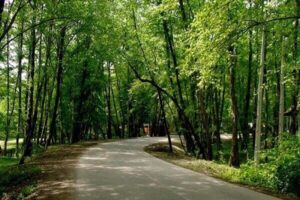 نیکویی: توسعه پارک جنگلی قرق باید با حفظ منابع طبیعی همراه باشد