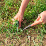 هشدار منابع طبیعی سیستان و بلوچستان از برداشت بی‌رویه گیاهان دارویی