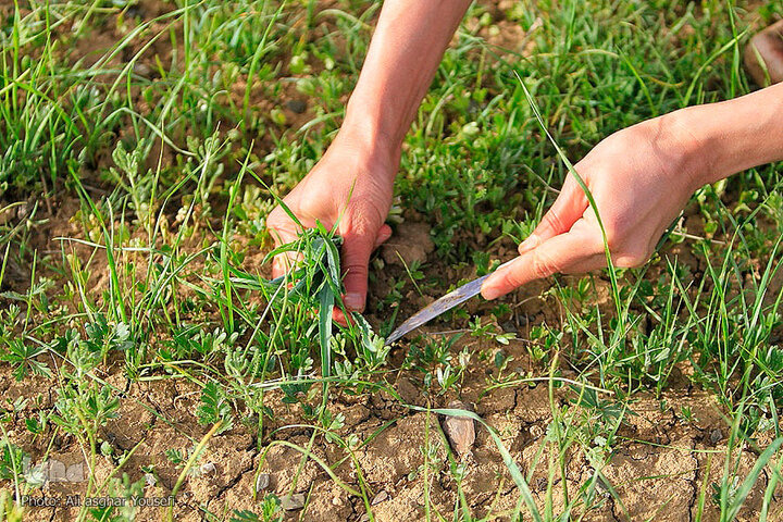 هشدار منابع طبیعی سیستان و بلوچستان از برداشت بی‌رویه گیاهان دارویی