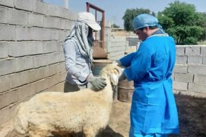 واکسیناسیون ۹۴ میلیون نوبت سر طیور صنعتی در ایلام