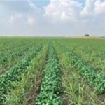 ورود 15 رقم بذر جدید به کشاورزی کشور تا پایان سال