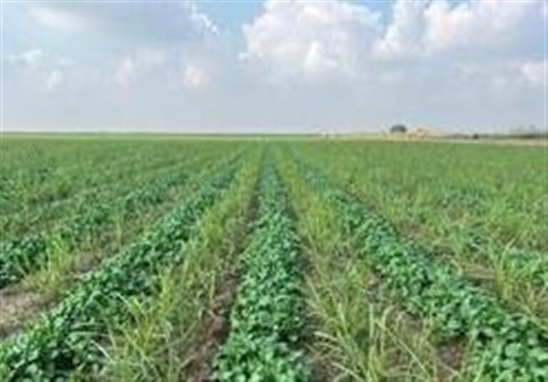 ورود 15 رقم بذر جدید به کشاورزی کشور تا پایان سال