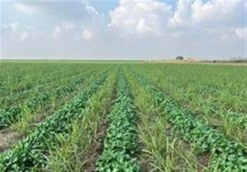 ورود 15 رقم بذر جدید به کشاورزی کشور تا پایان سال